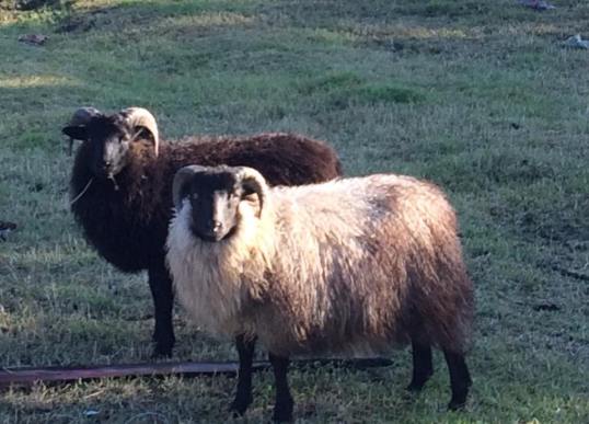 14237698_10157355511090403_5342207485594665116_n