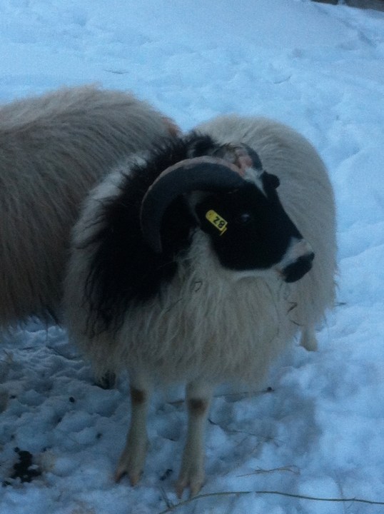 Ram Lamb With Hood (My Favourite)